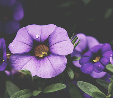 【Win11/10兼容】稳定运行的短信轰炸机网页版在线